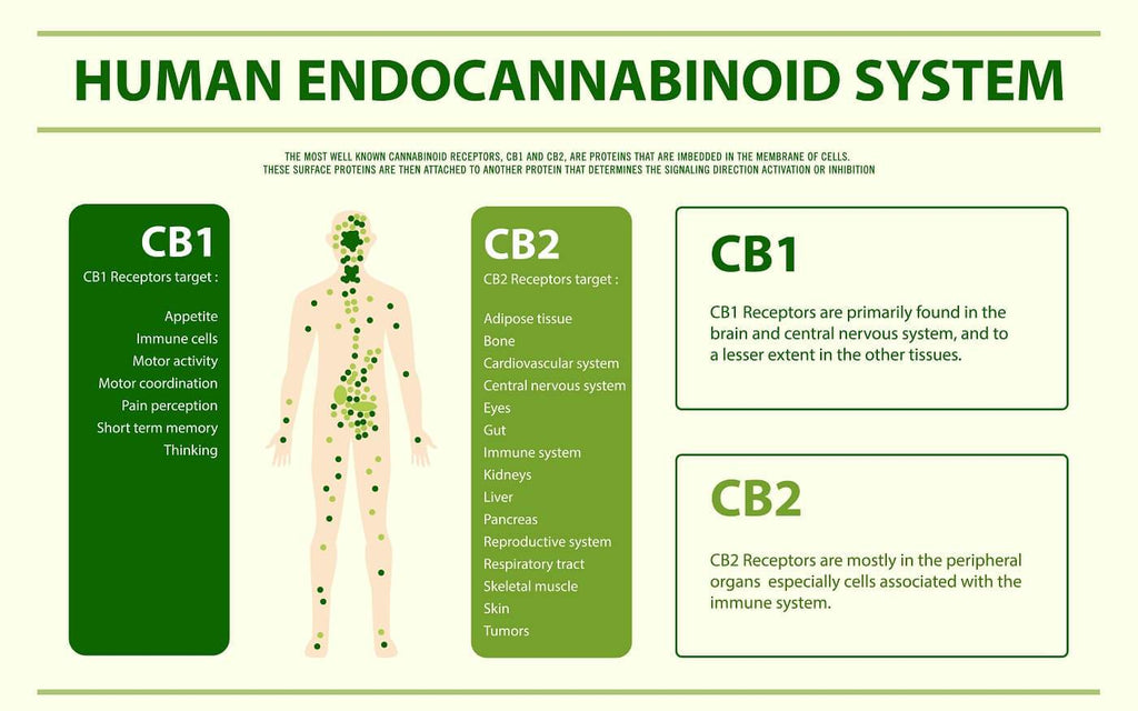 What Do You Know about Your Endocannabinoid System?