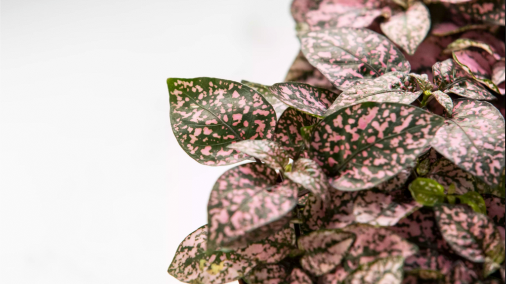 Add Color to Your Sacred Space with the Hypoestes Phyllostachya a.k.a. the Polka Dot Plant